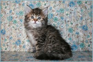 Female Siberian Kitten from Deedlebug Siberians